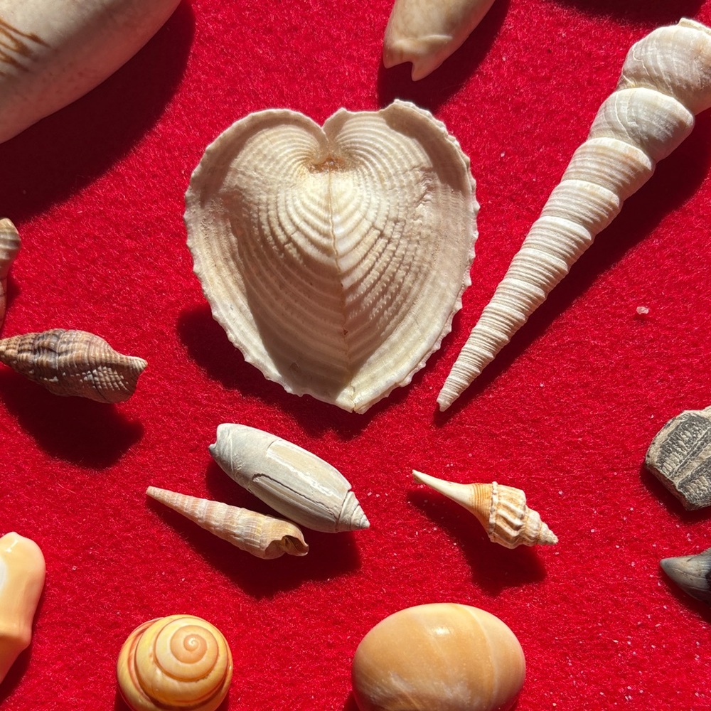 Natural Seashell Collection - Picture 3 of 10